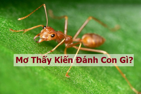 Nằm Mơ Thấy Kiến là điềm báo gì? H3bet có câu trả lời
