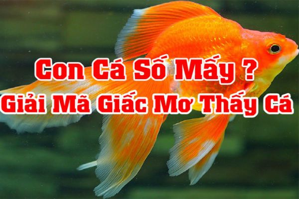 H3bet Gợi Ý Số Đề Liên Quan Đến Mơ Thấy Cá