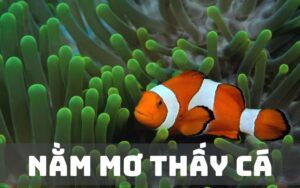 H3BET - Điềm Báo Tài Lộc Và Công Danh Từ Giấc Mơ Thấy Cá