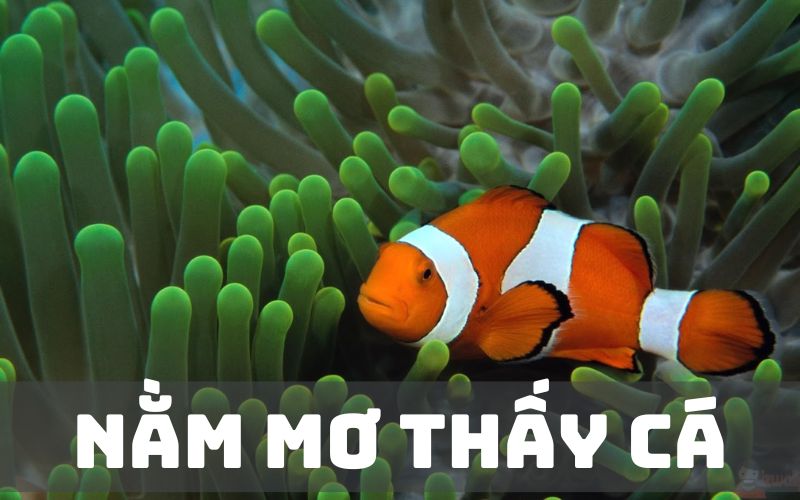 H3BET - Điềm Báo Tài Lộc Và Công Danh Từ Giấc Mơ Thấy Cá